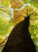 image of nature  - autumn forest trees - JPG 