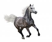 foto of horse  - Galloping dapple - JPG 