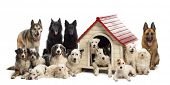 stock photo of group  - Large group of dogs in and surrounding a kennel against white background - JPG 