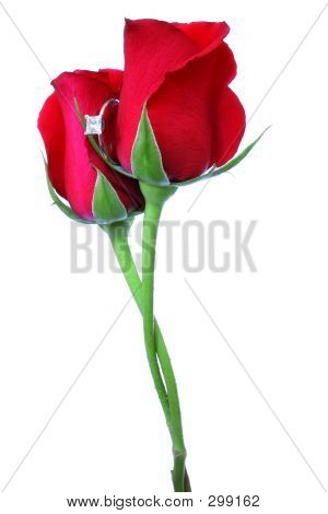 roses intertwined stock photo stock images bigstock roses intertwined stock photo stock images bigstock