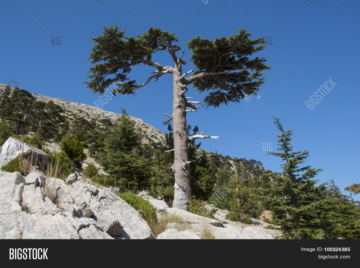 Image Preview