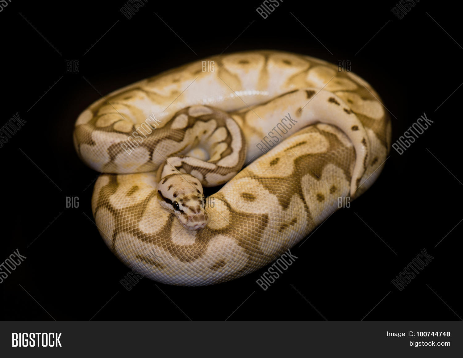 Image Preview