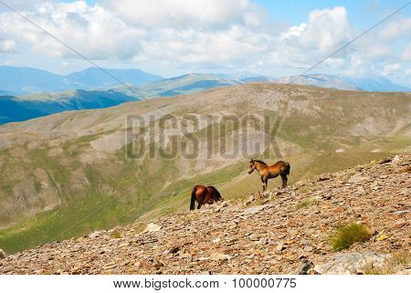 Horses In The Pyrenees Mountains, Spain