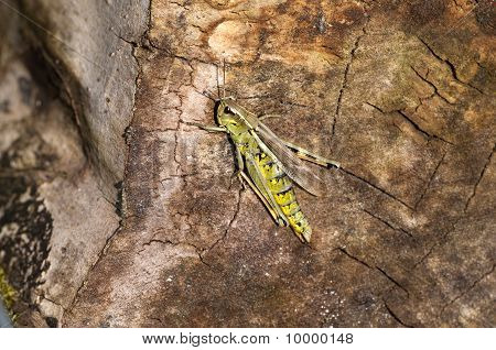 마쉬 메뚜기