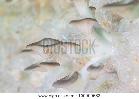 Organic Oyster Mushroom