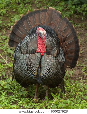 male turkey desplaying