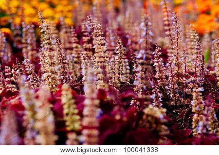 flowers