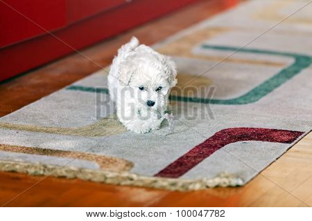 Bichon Frise Puppy