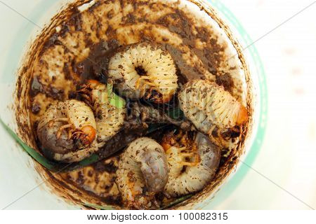 Larvae Of Cockchafer