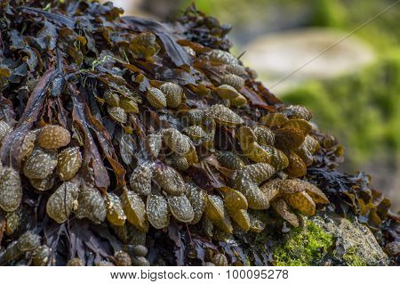 Brown seaweed