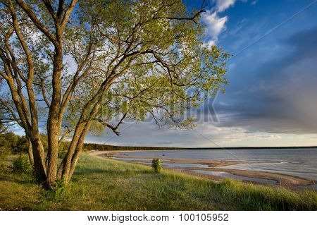 Tree on the shore