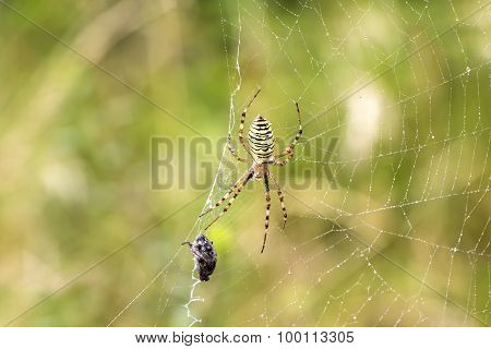 Spider With Prey