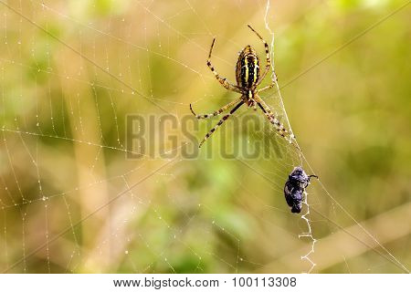 Spider With Prey