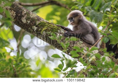 A Young Dusky Leaf Monkey