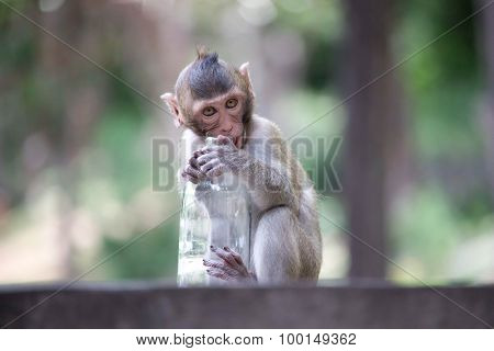 Cute monkeys