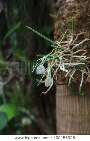 White lady of the night orchid, Brassavola nodosa, blooms in a greenhouse is spring