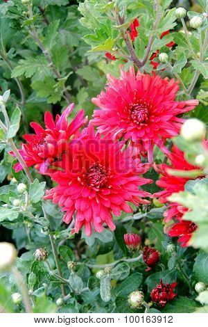 Chrysanthemum
