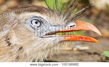 Red-legged Seriema Or Crested Cariama (cariama Cristata)