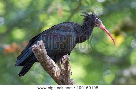 Northern Bald Ibis (geronticus Eremita)