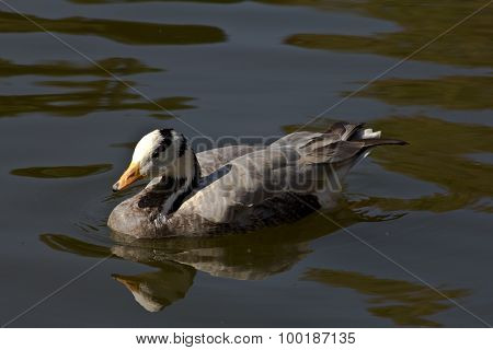 duck on the water