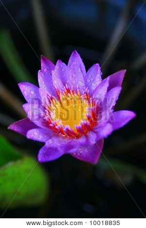 บัวไทย