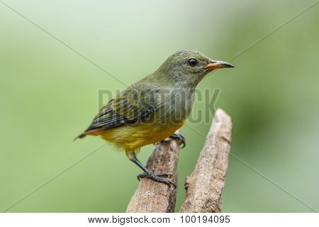 Orange-bellied Flowerpecker Female On Nature