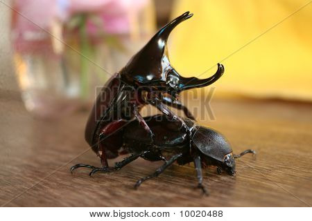 Sexo de bugs