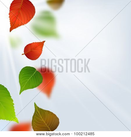 Autumn leaves