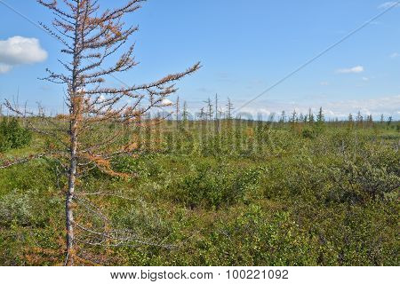Yellowing Larch In The Taimyr Tundra.