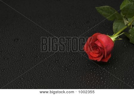 Wet Rose Series