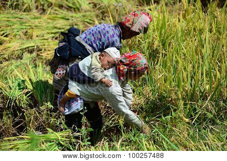 Unidentified H'mong ethnic minority women work in terraced rice field in Laocai