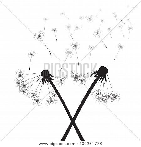 Black Vector Dandelions