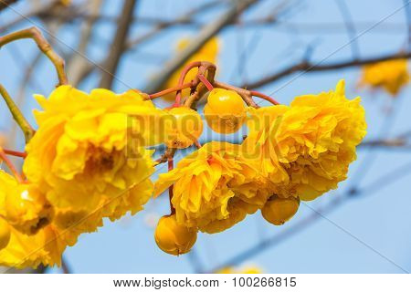 Silk Cotton Flower And Buds
