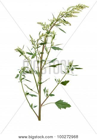 Chenopodium