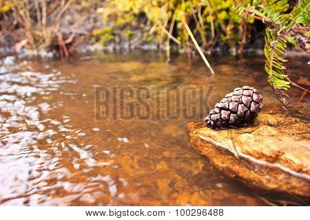 Seeds Of Pine