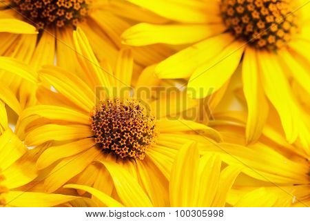 Yellow Daisy Flower, background Of The Flowers