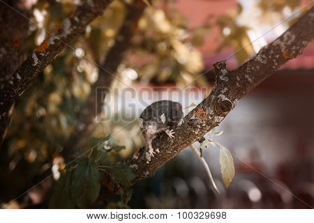 brown  domestic rat