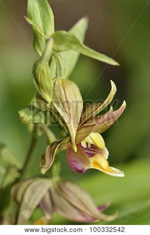 Giant Helleborine