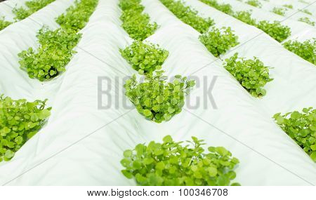 Small Watercress Plants Growing In Hydroponic Culture