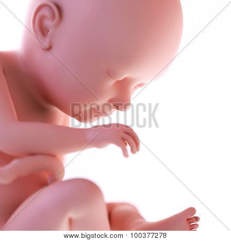 medically accurate illustration of a fetus week 37