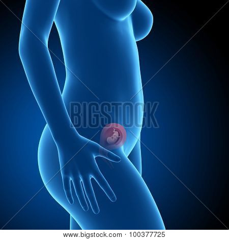 pregnant woman with visible fetus - week 14