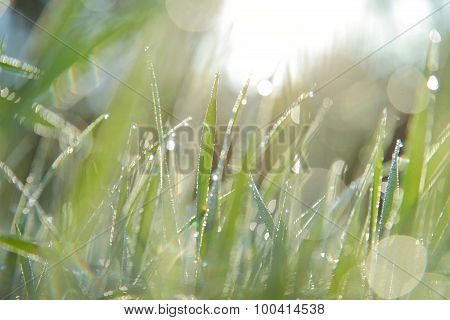Early morning sunlight morning dew, abstract background