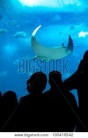People Looking At Manta Ray In Aquarium.