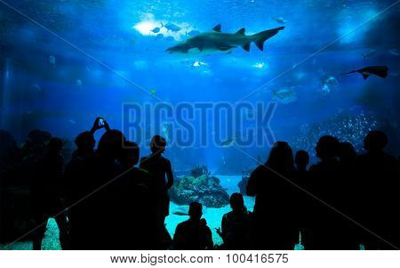 People Looking Marine Life At The Aquarium