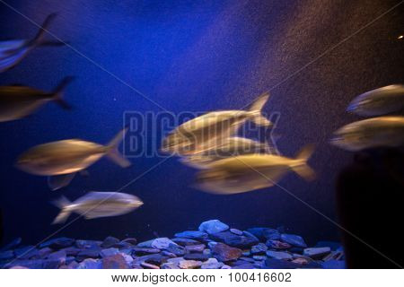 School Of Fish In Motion.