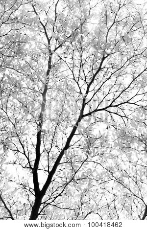 Tree Leaf