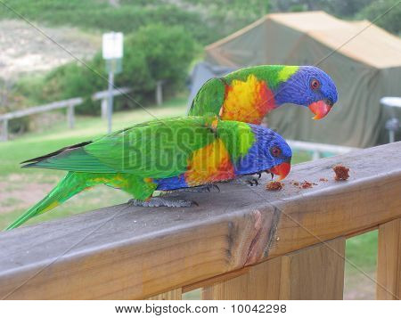 To australske Rainbow Lorikeets spise