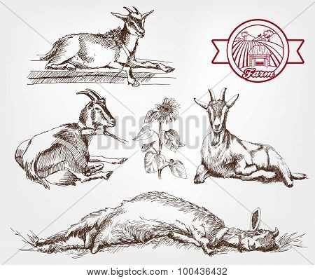 goat breeding