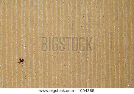 Teia de aranha brilhantes