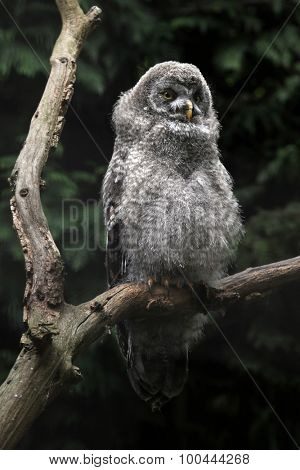 Great grey owl (Strix nebulosa). Wild life animal. 